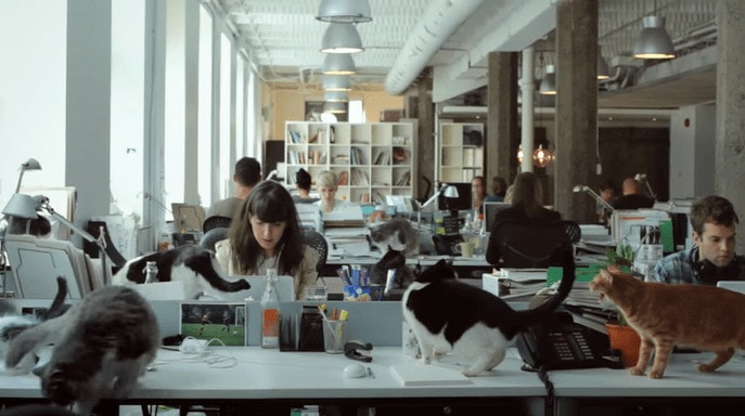 Cats in the office