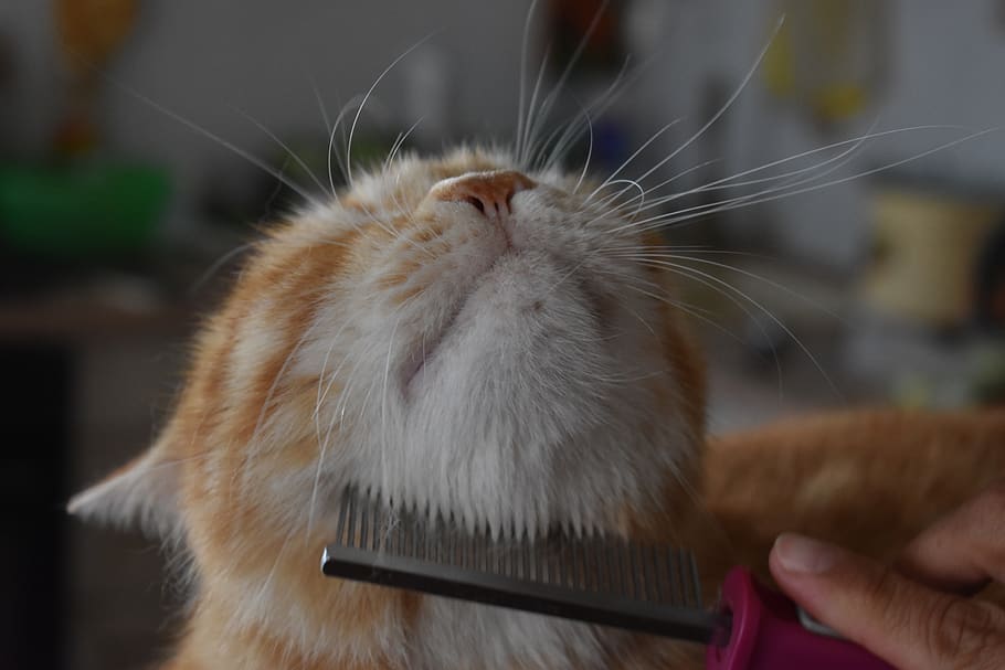 orange and white cat combing brushing grooming chin
