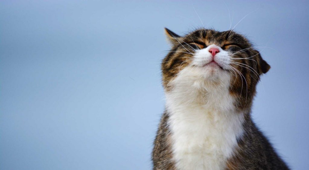 Happy Cat Smile