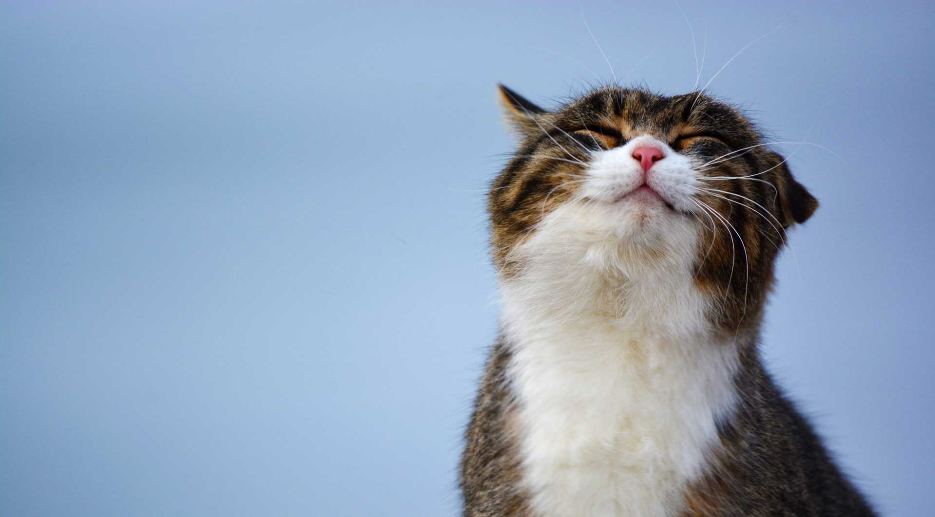 Happy Cat Smile