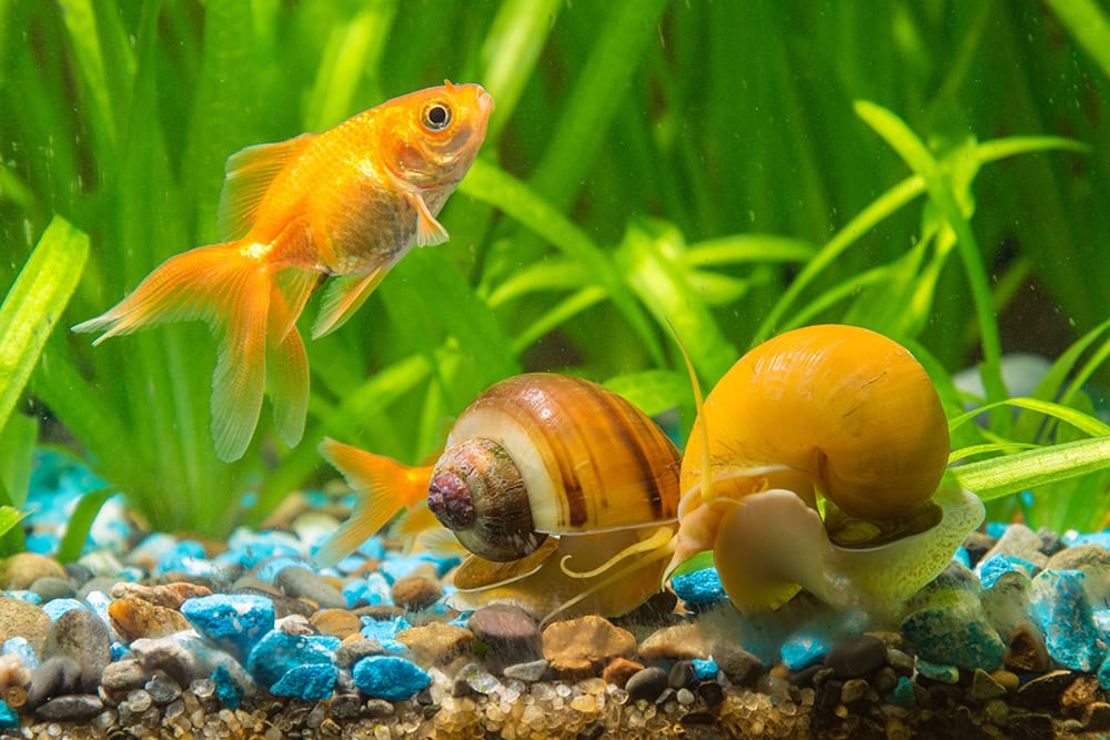 goldfish and mystery snails in the aquarium