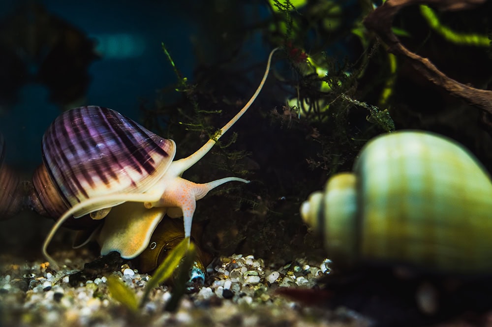 mystery snails in the aquarium