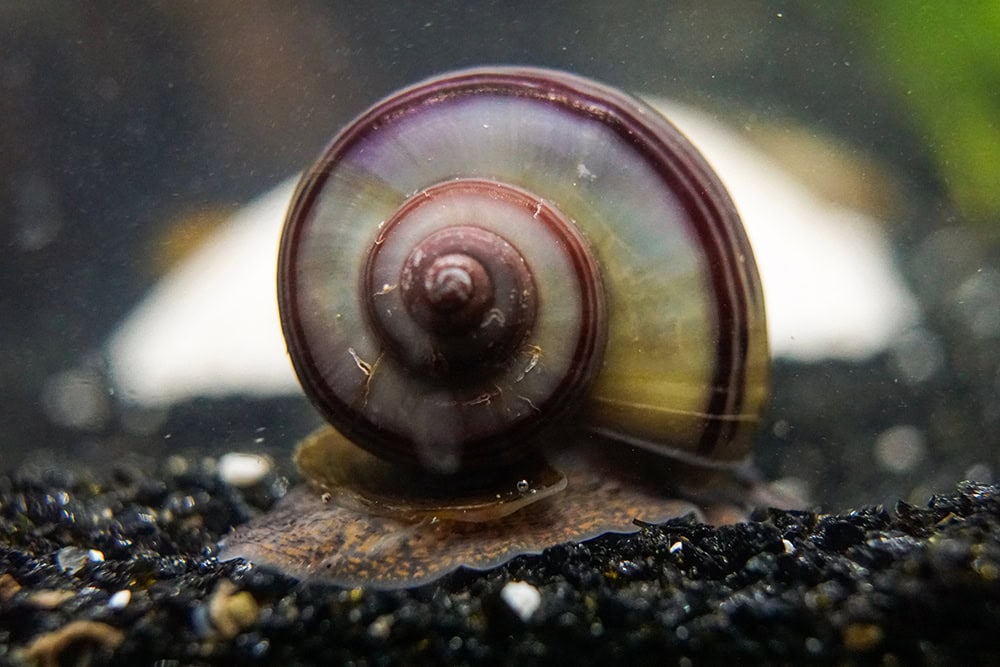 purple mystery apple snail