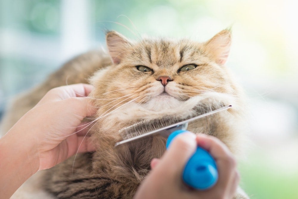 woman brushing fluffy cat