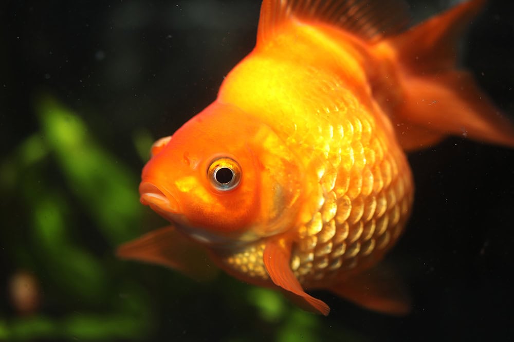 close up goldfish with dropsy