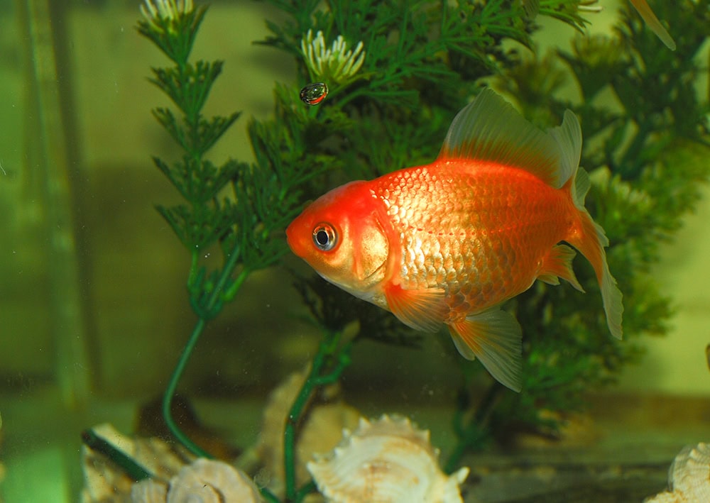 goldfish in the aquarium