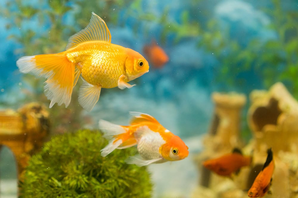 two goldfish in the aquarium
