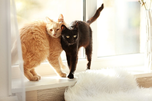 two cats snuggling in the window