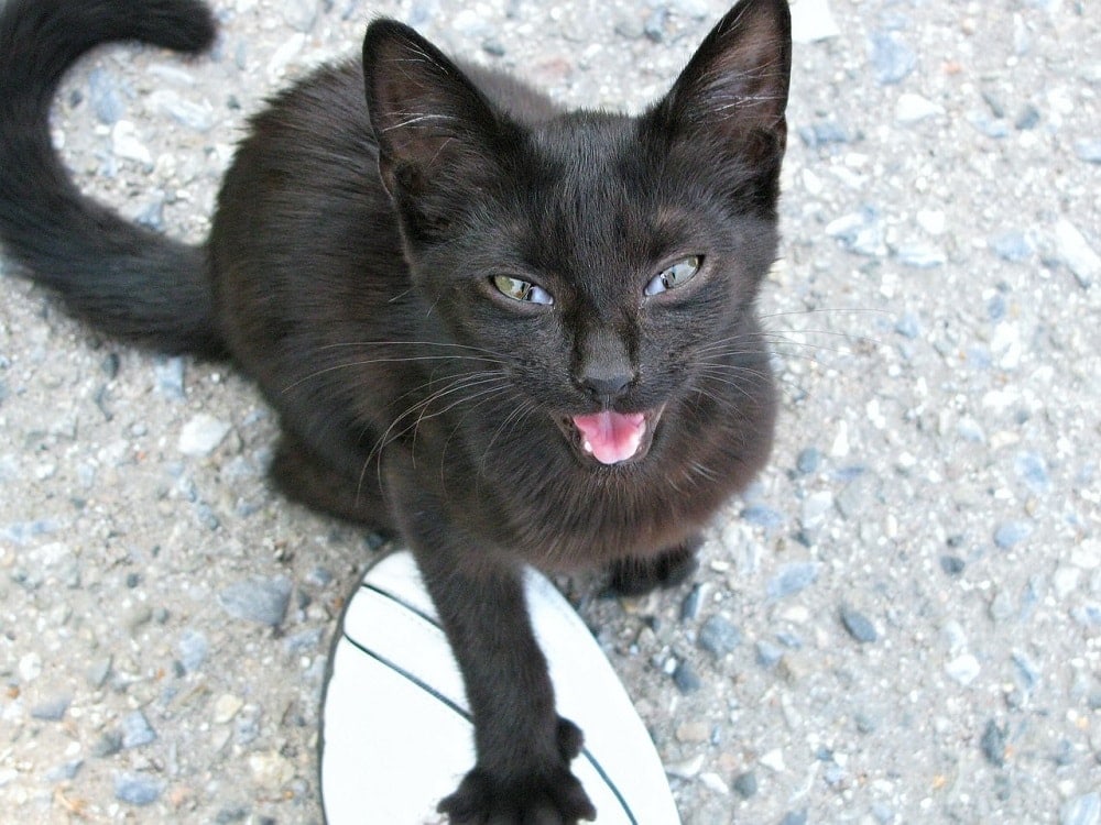 black kitten meowing