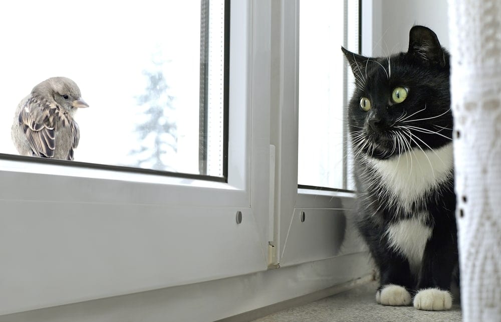 cat watching bird window