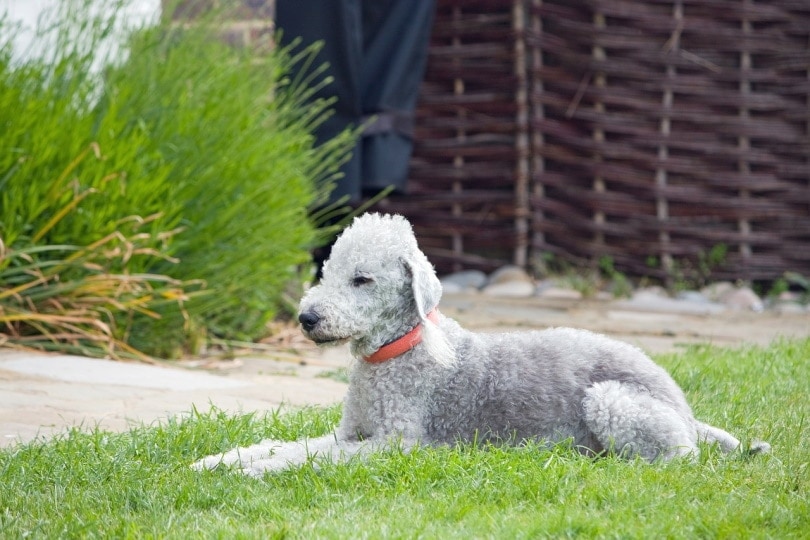 Bedlington terrier laying in grass
