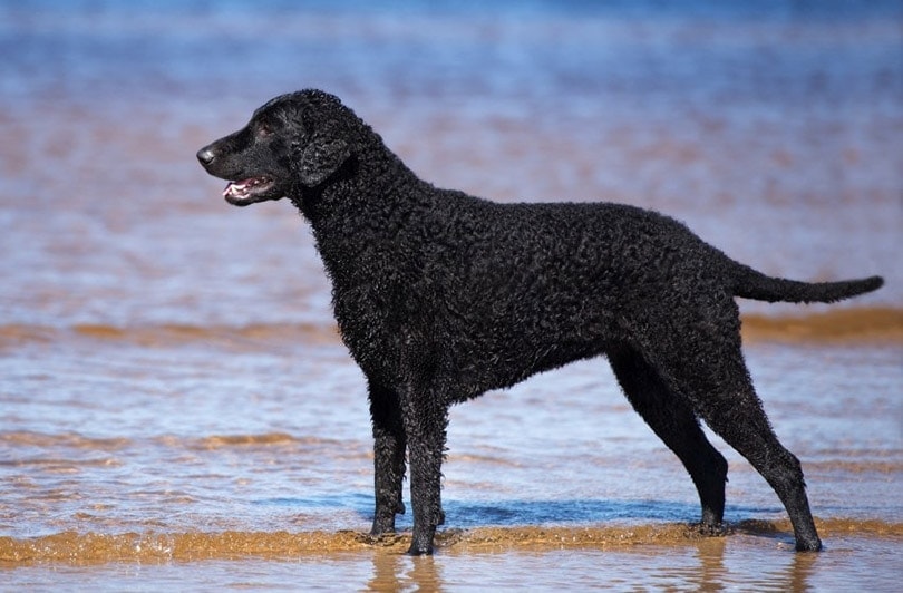 Curly-Coated Retriever on the seashore