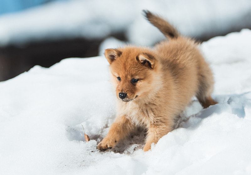 Finnish Spitz puppy