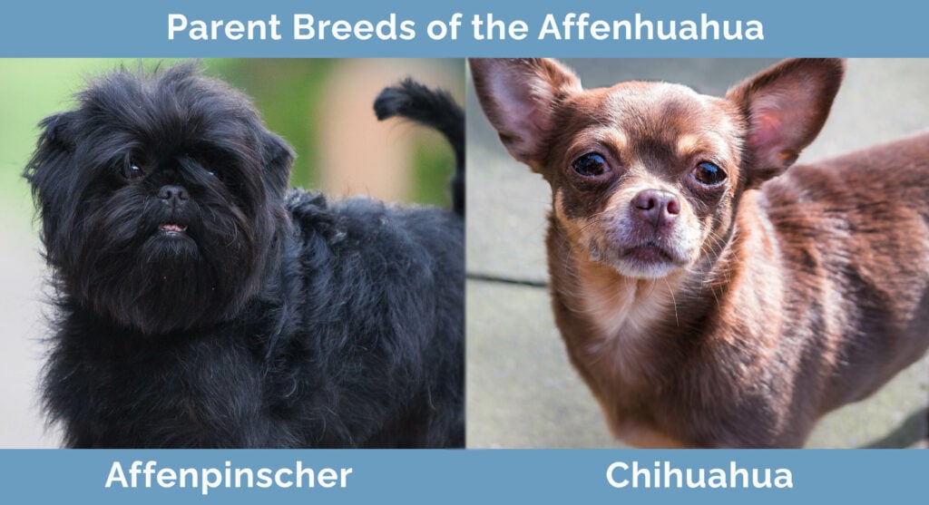 Parent Breeds of the Affenhuahua