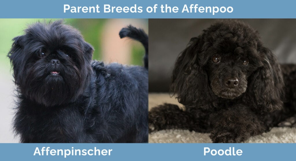 Parent Breeds of the Affenpoo