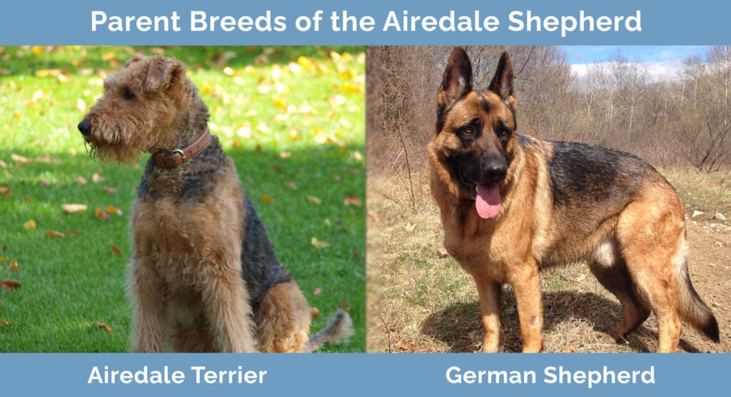 Parent Breeds of Airedale Shepherd