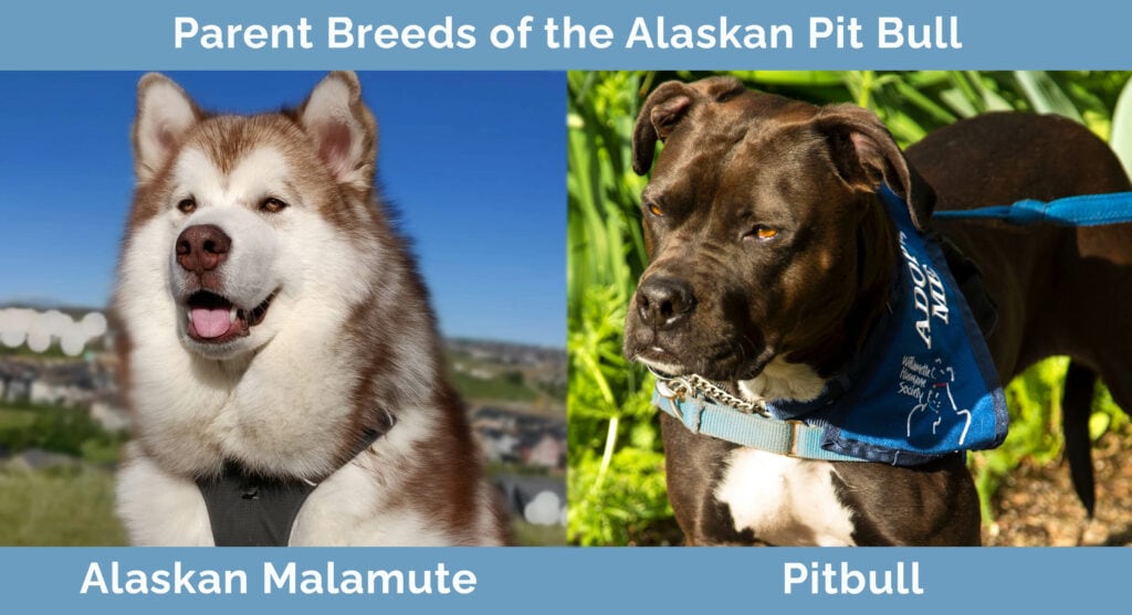 Parent Breeds of the Alaskan Pit Bull