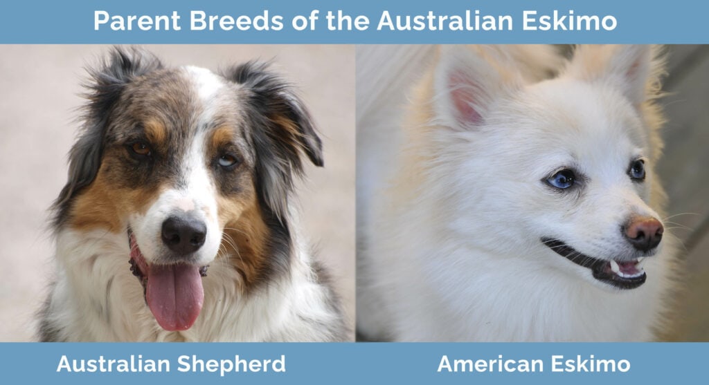 Parent Breeds of the Australian Eskimo