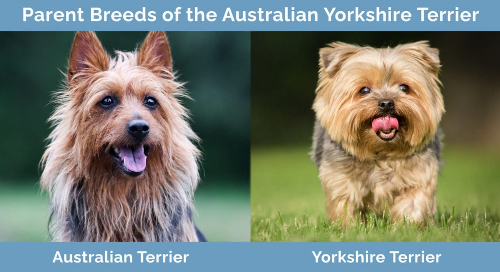Parent Breeds of the Australian Yorkshire Terrier