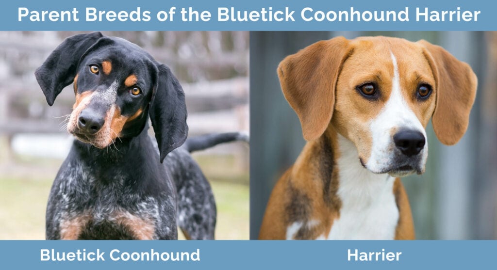 Parent Breeds of the Bluetick Coonhound Harrier