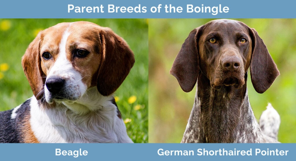 Parent Breeds of the Boingle