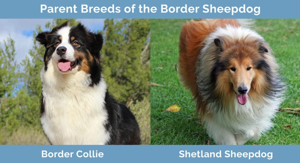 Parent Breeds of the Border Sheepdog