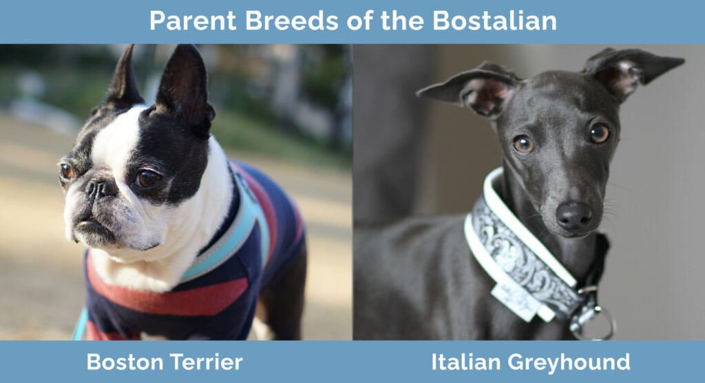 Parent Breeds of the Bostalian