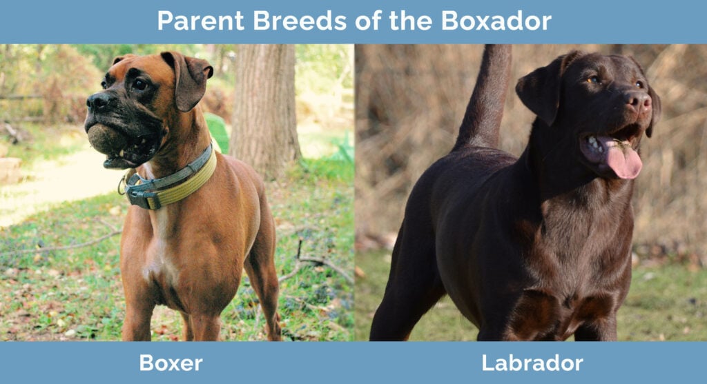 Parent Breeds of the Boxador
