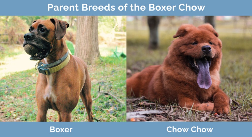 Parent Breeds of the Boxer Chow