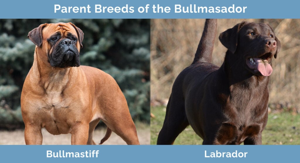Parent Breeds of the Bullmasador