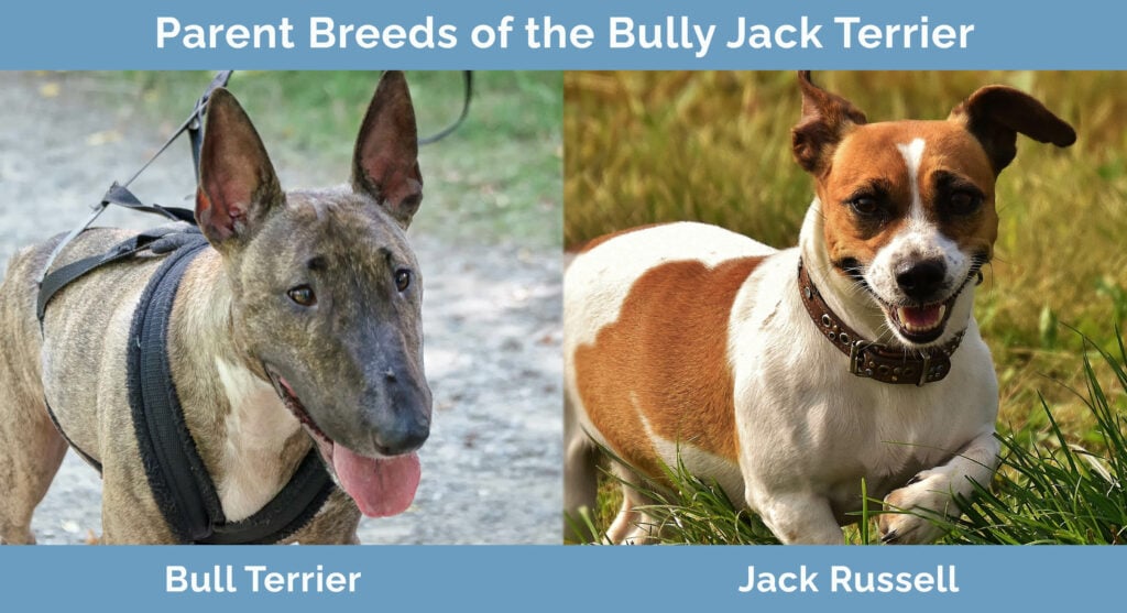 Parent Breeds of the Bully Jack Terrier