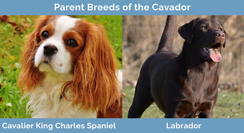 Parent Breeds of the Cavador