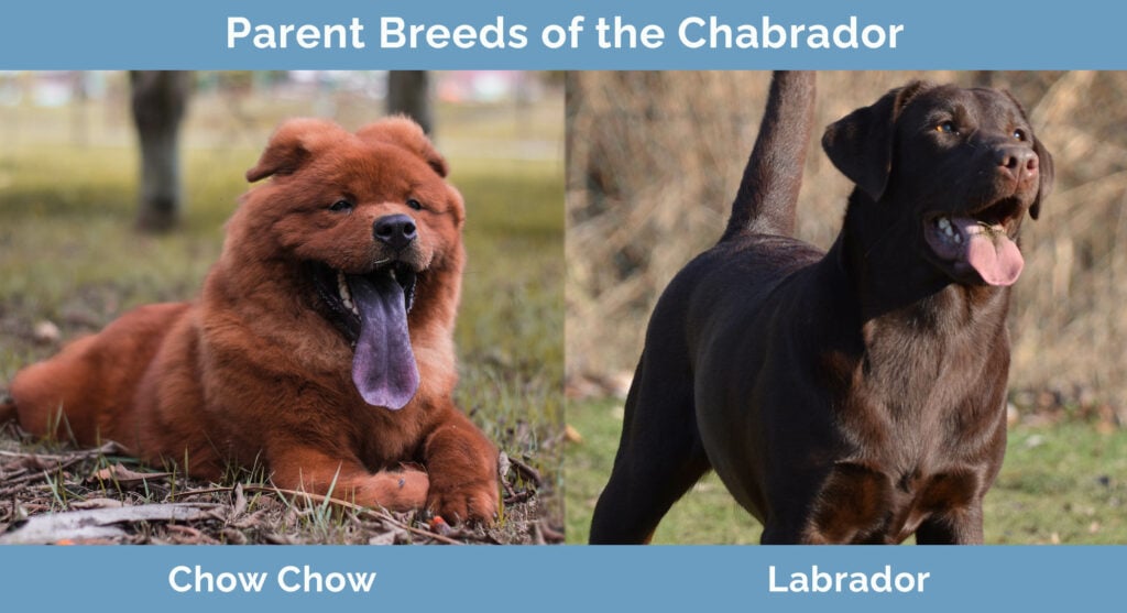 Parent Breeds of the Chabrador