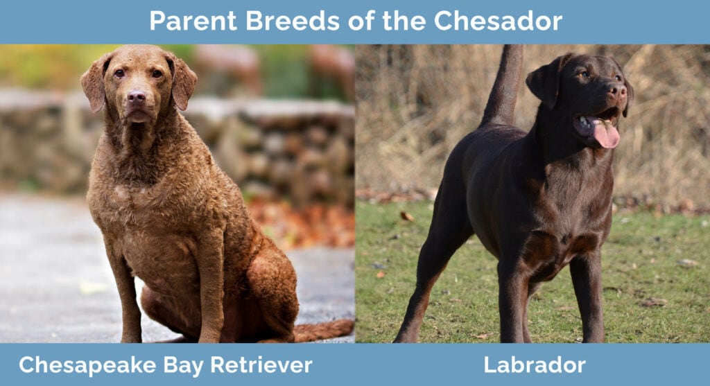 Parent Breeds of the Chesador