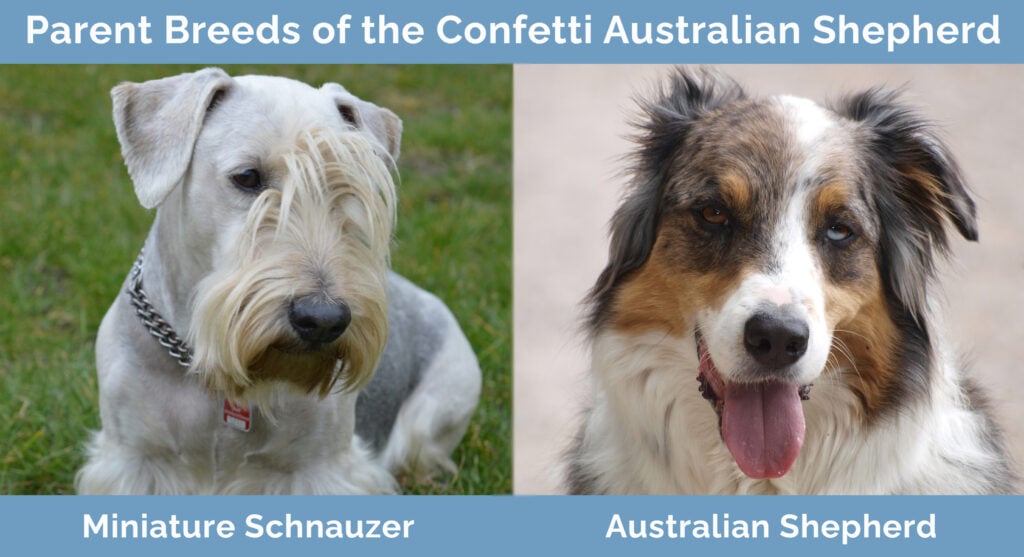 Parent Breeds of the Confetti Australian Shepherd