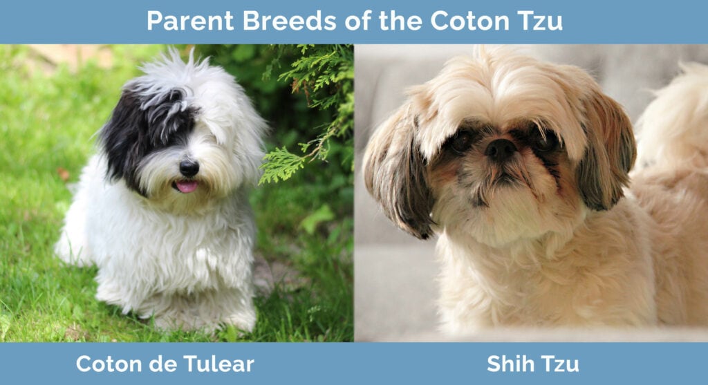 Parent Breeds of the Coton Tzu