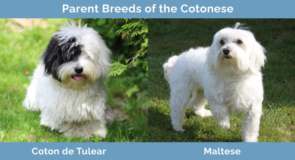 Parent Breeds of the Cotonese