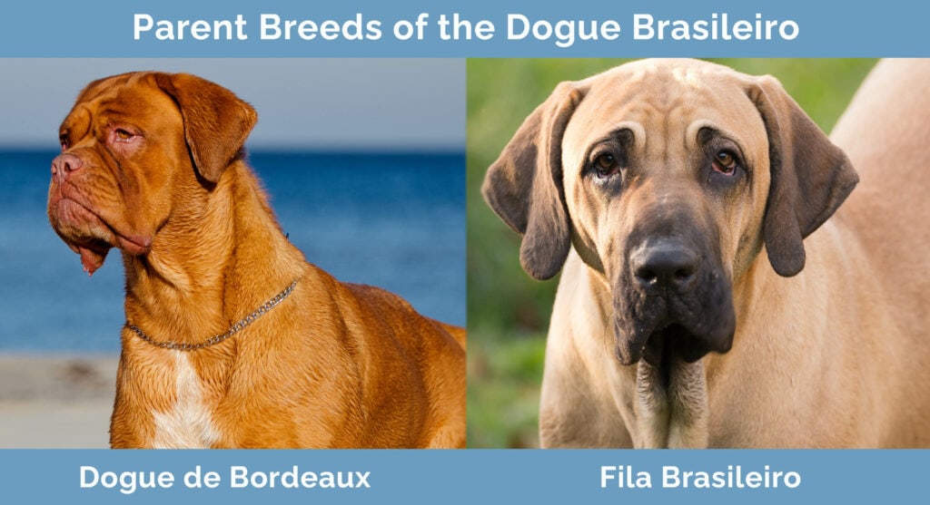 Parent Breeds of the Dogue Brasileiro