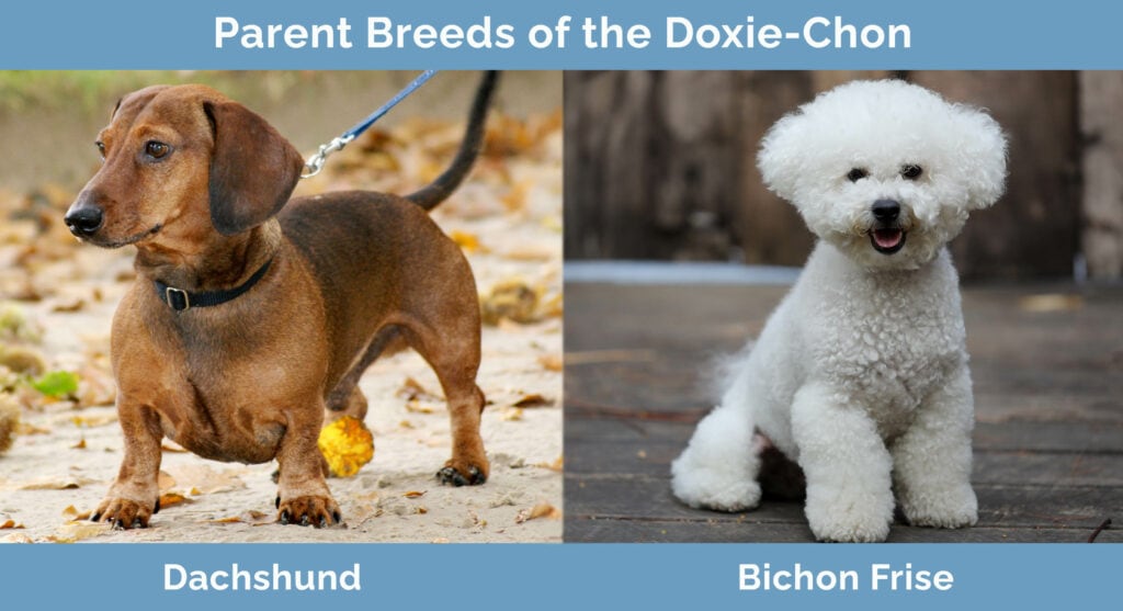 Parent Breeds of the Doxie Chon
