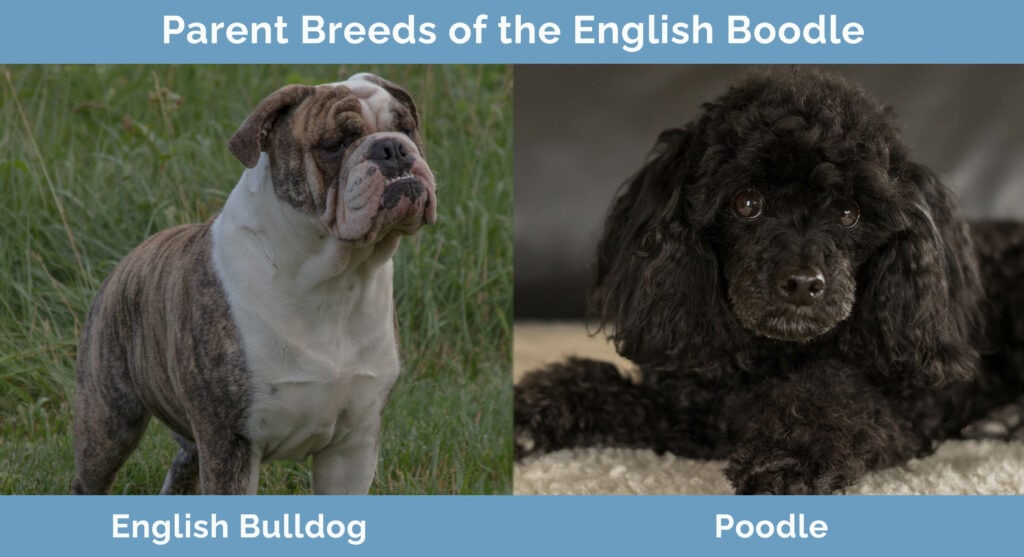 Parent Breeds of the English Boodle