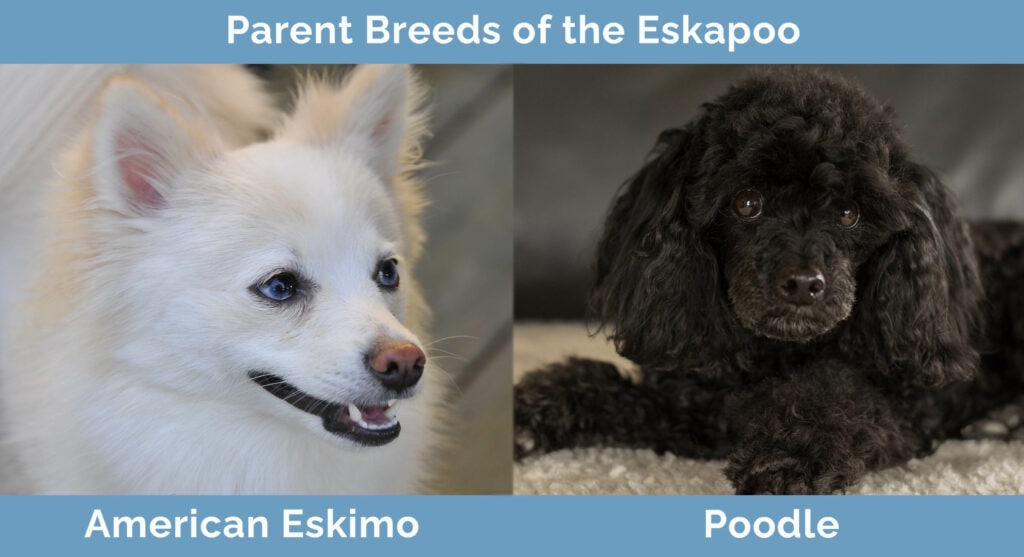 Parent Breeds of the Eskapoo
