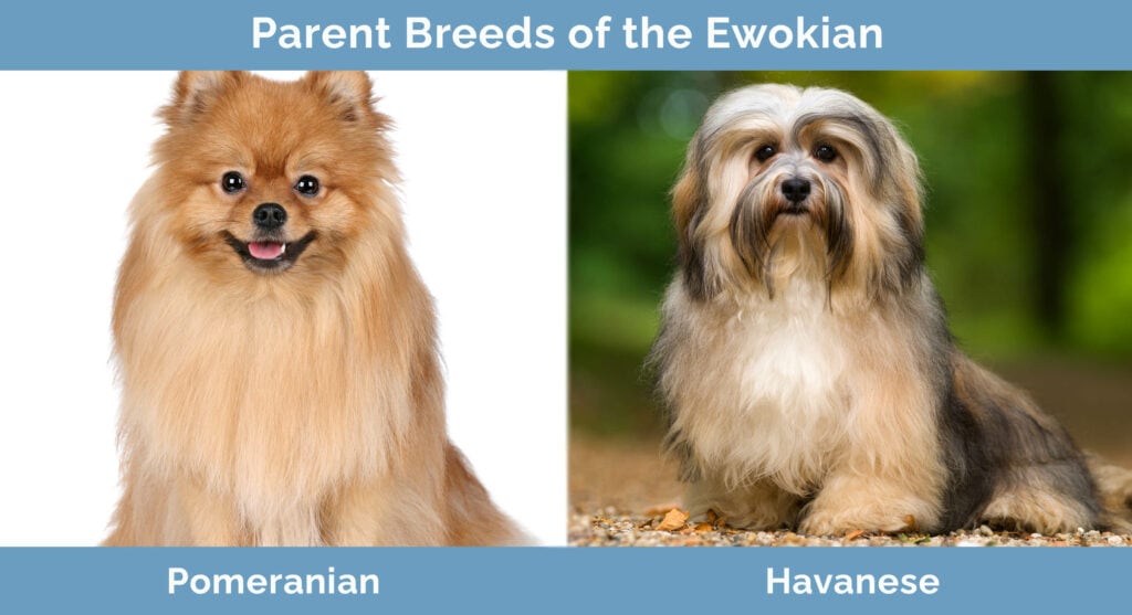 Parent Breeds of the Ewokian