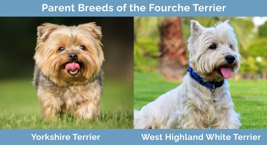 Parent Breeds of the Fourche Terrier