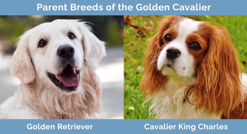 Parent Breeds of the Golden Cavalier