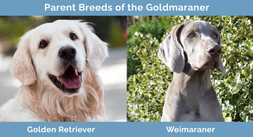 Parent Breeds of the Goldmaraner