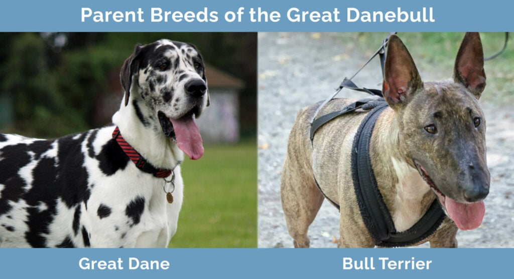 Parent Breeds of the Great Danebull