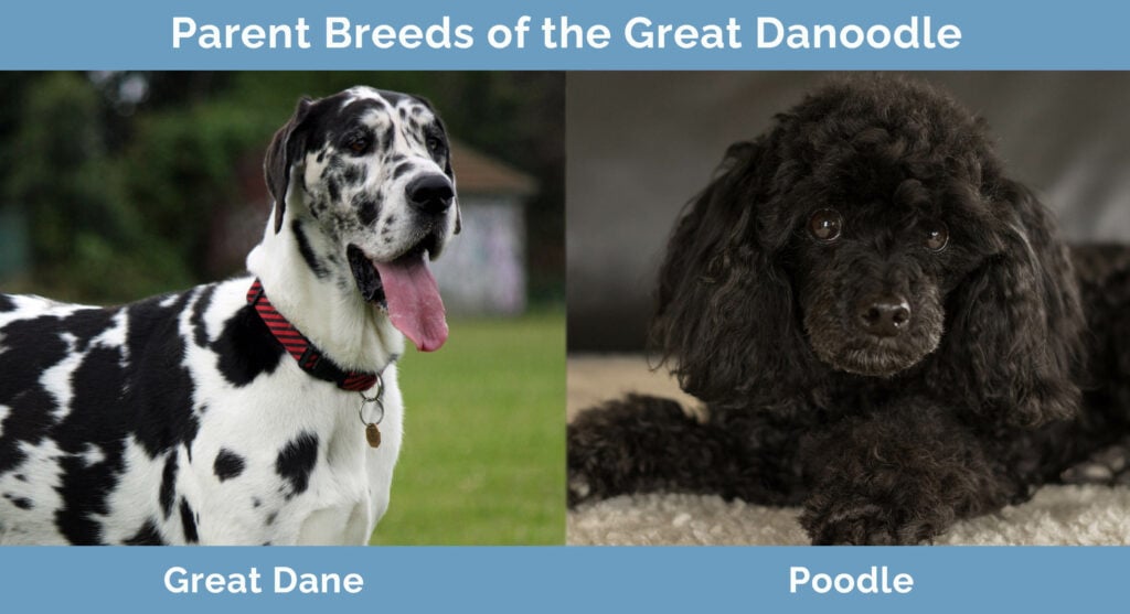 Parent Breeds of the Great Danoodle