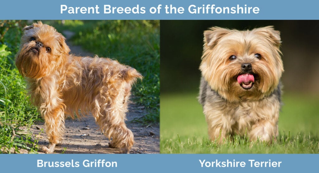 Parent Breeds of the Griffonshire