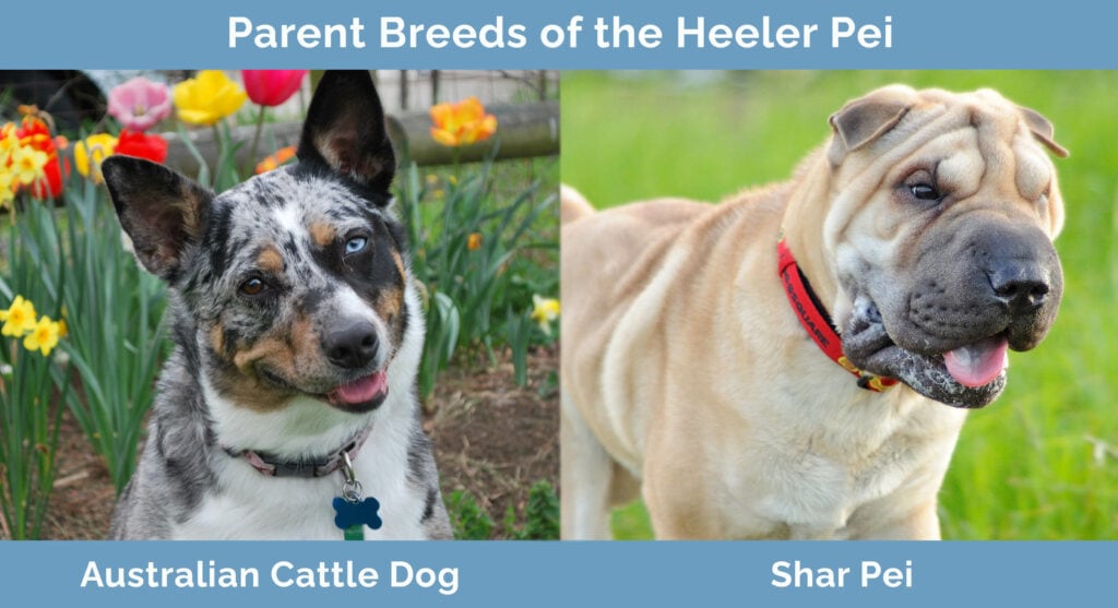 Parent Breeds of the Heeler Pei