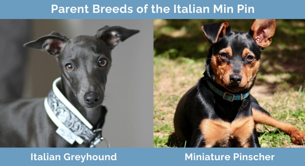 Parent Breeds of the Italian Min Pin